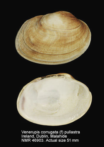 Venerupis corrugata (f) pullastra (4).jpg - Venerupis corrugata (f) pullastra (Montagu,1803)